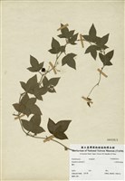 藏品(三角葉西番蓮)的圖片